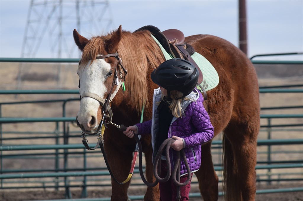 Horse led around a paddock by child