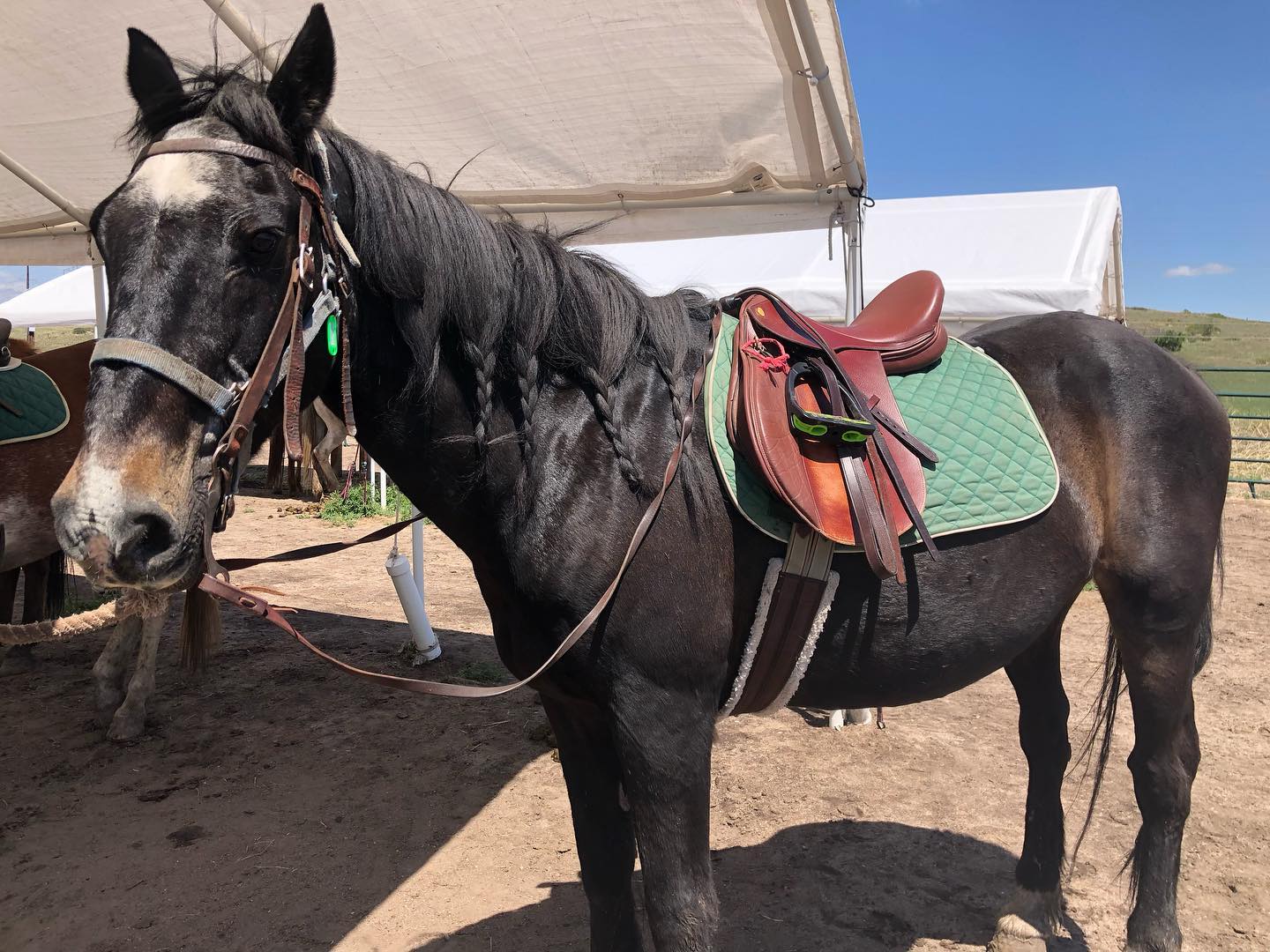 Horse with Saddle on